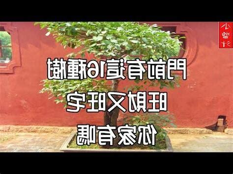 仙桃樹風水|桃樹風水效果大解析